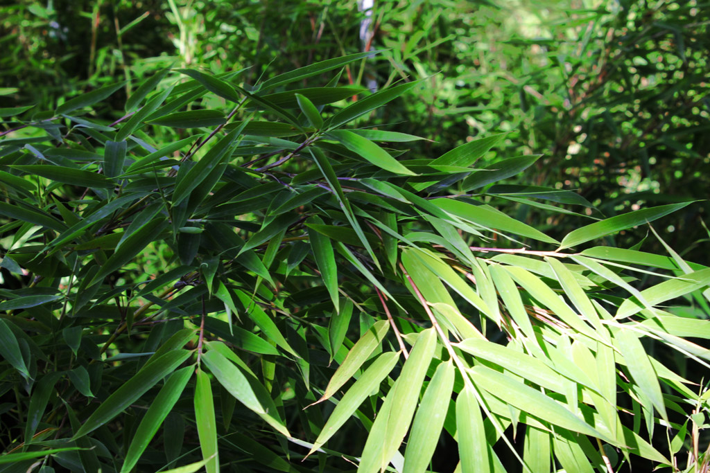 Grasgrüner Mähnenbambus, Fargesia Green Lion ®