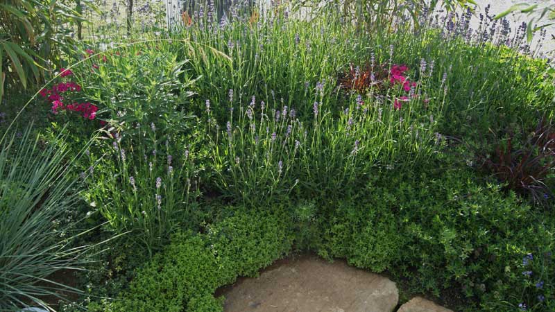 Echter Lavendel, Lavandula angustifolia