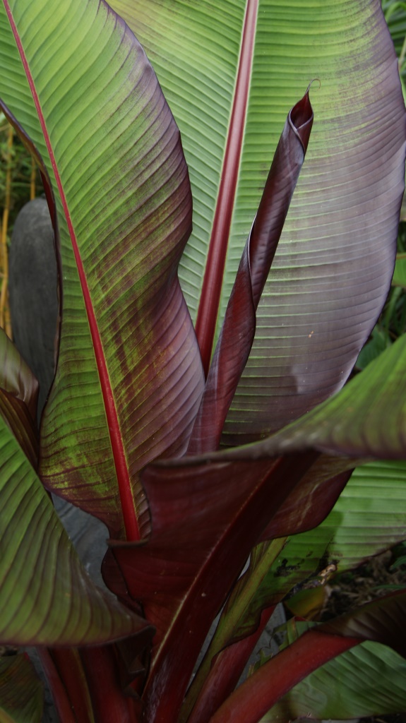 Rote Zierbanane - Ensete ventricosum Maurelli