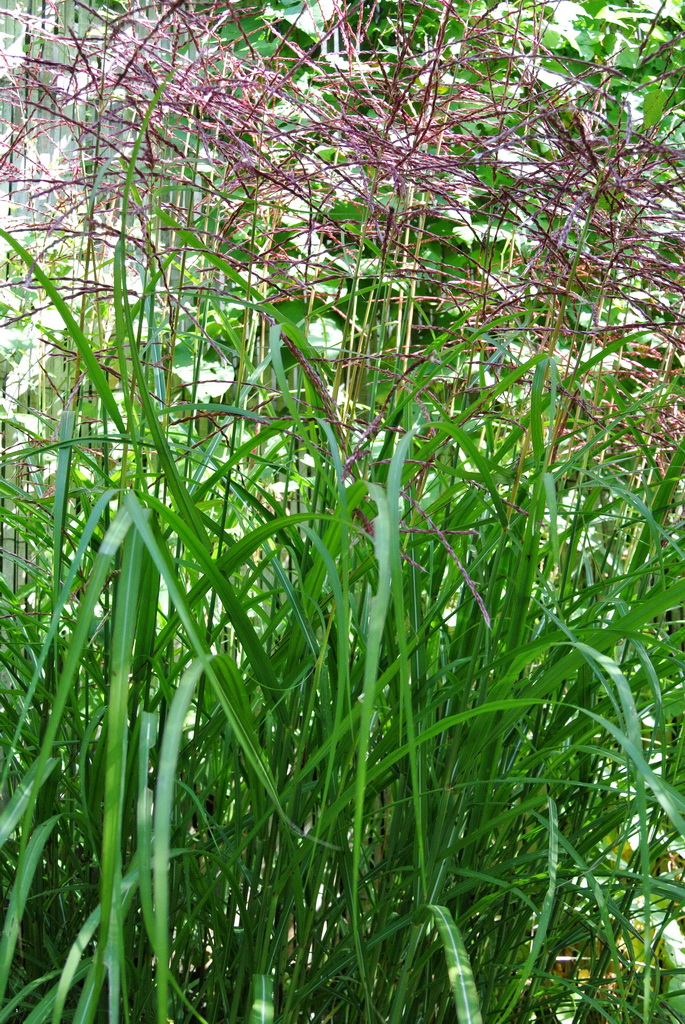 Chinaschilf Ferner Osten, Miscanthus sinensis Ferner Osten