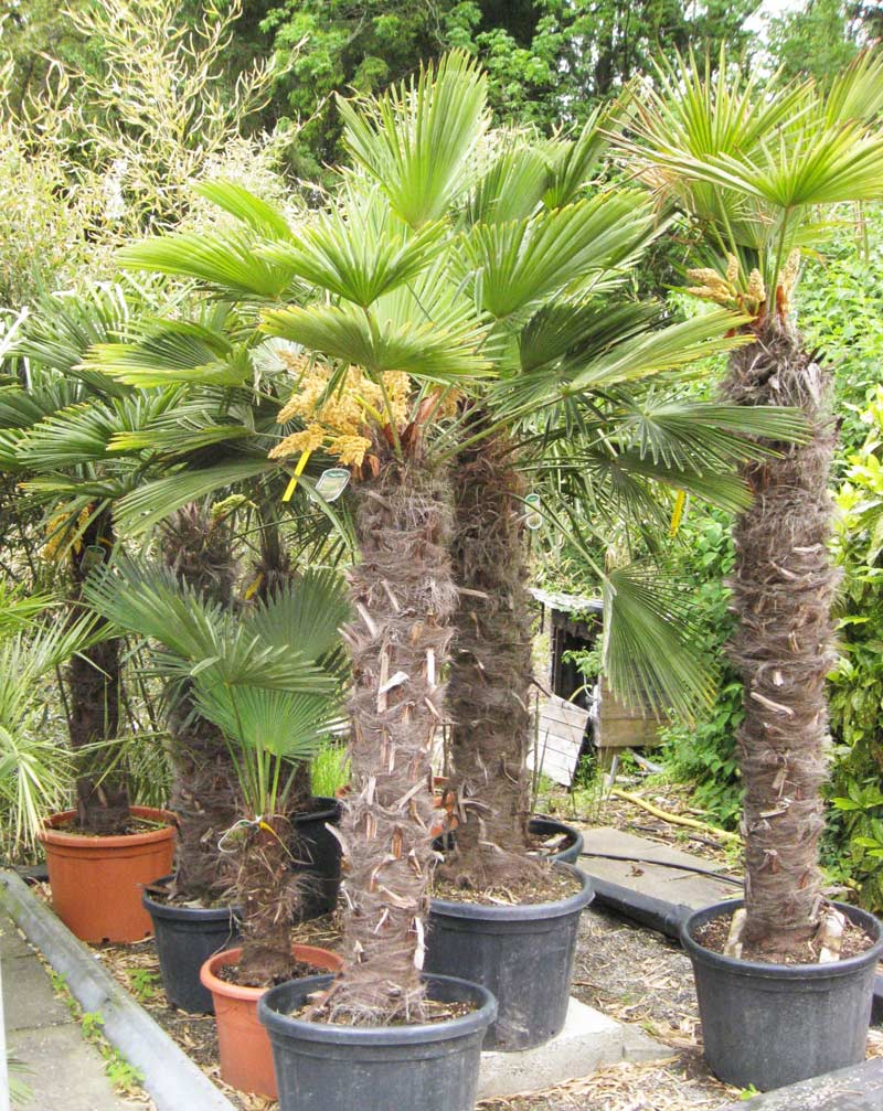 Winterharte Hanfpalme, Trachycarpus fortunei