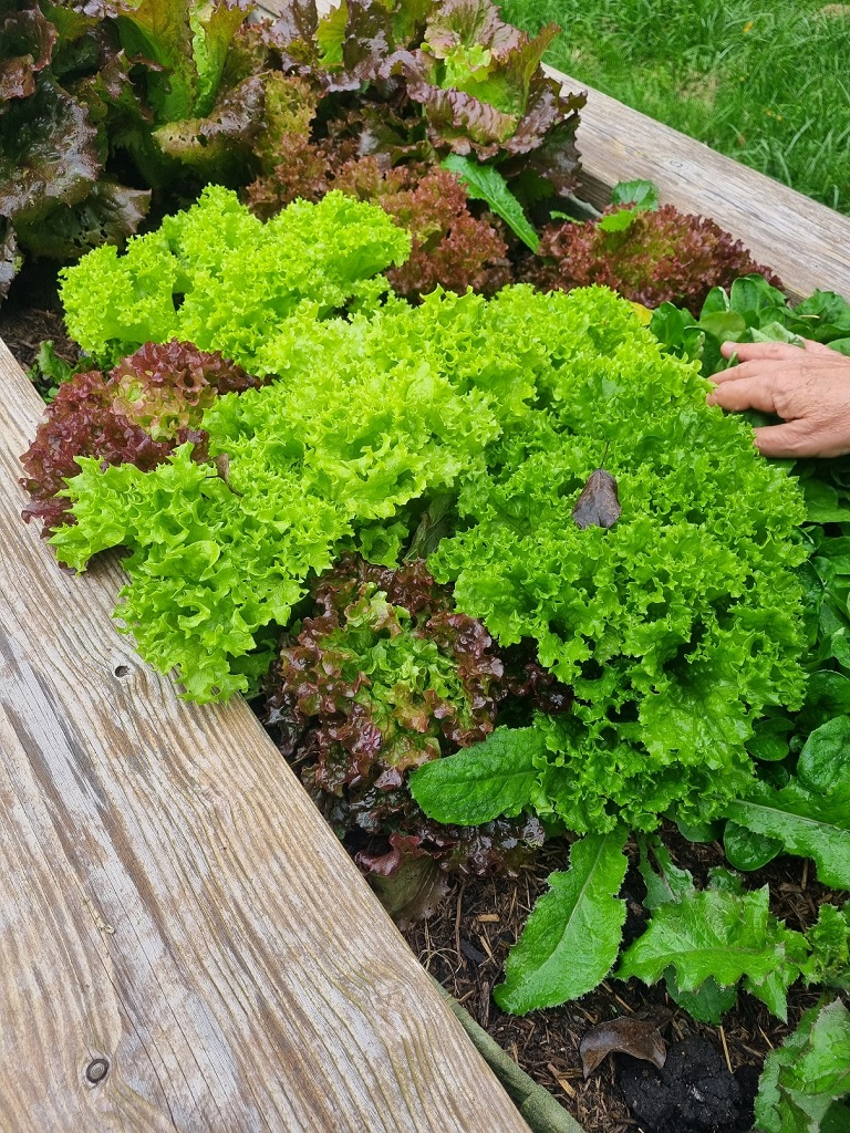 Gartenkorn Bio-Dünger und Bodenaktivator