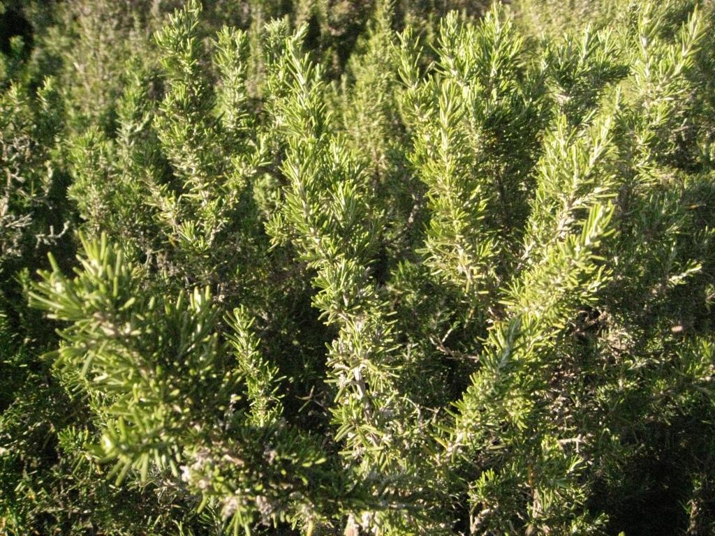 Rosmarin, Rosmarinus officinalis