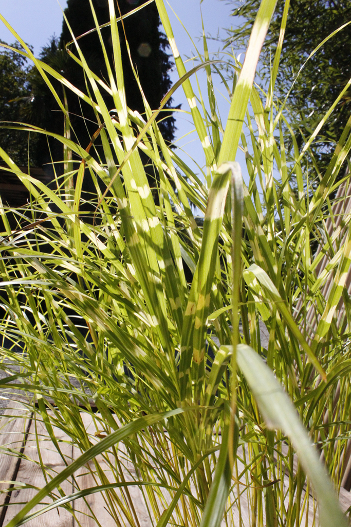 Stachelschweingras, Miscanthus sinensis strictus