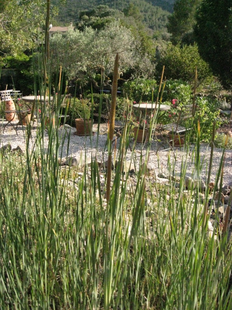 Typha angustifolia, Schmalblättriger Rohrkolben