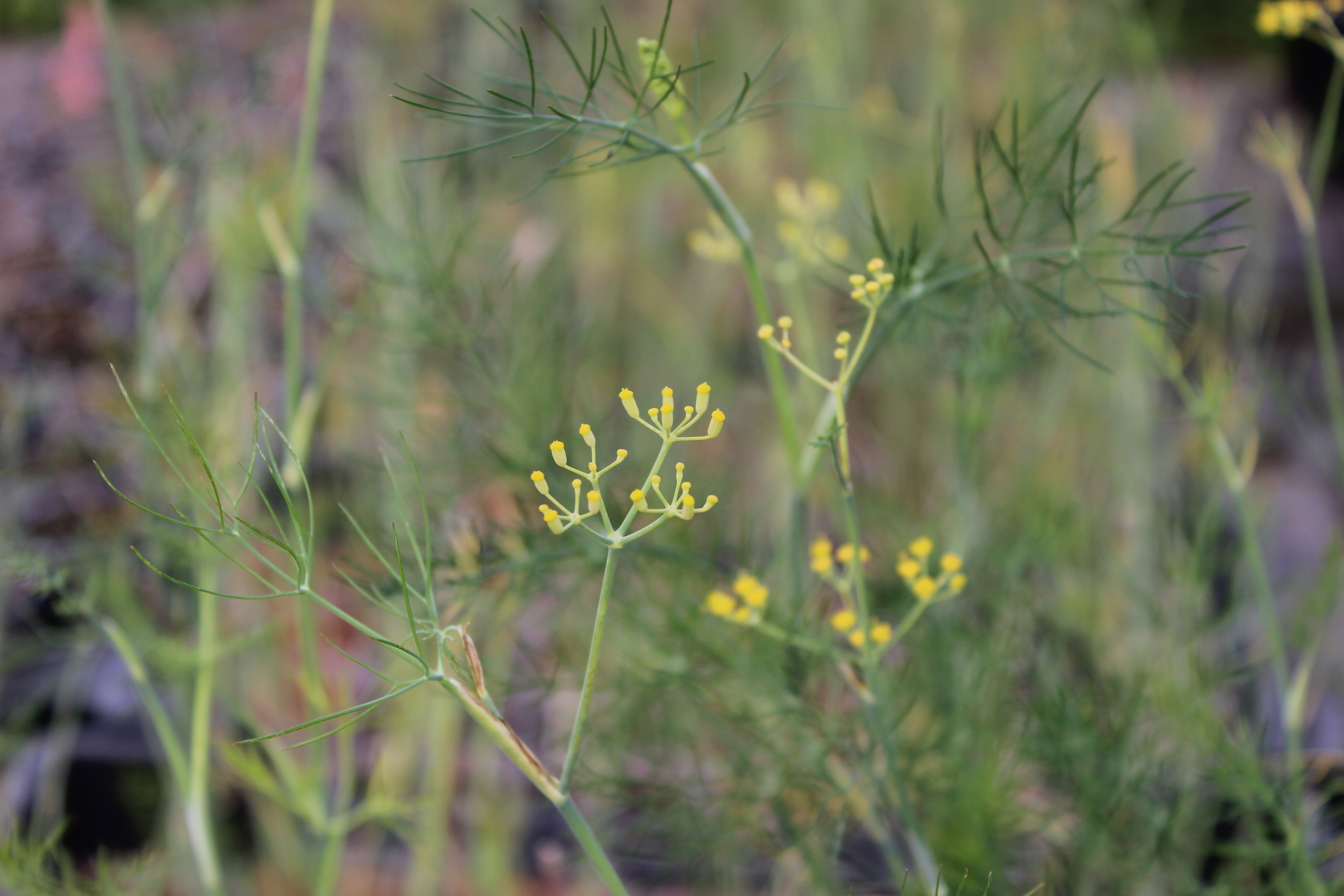 Staudenfenchel - Foeniculum vulgare