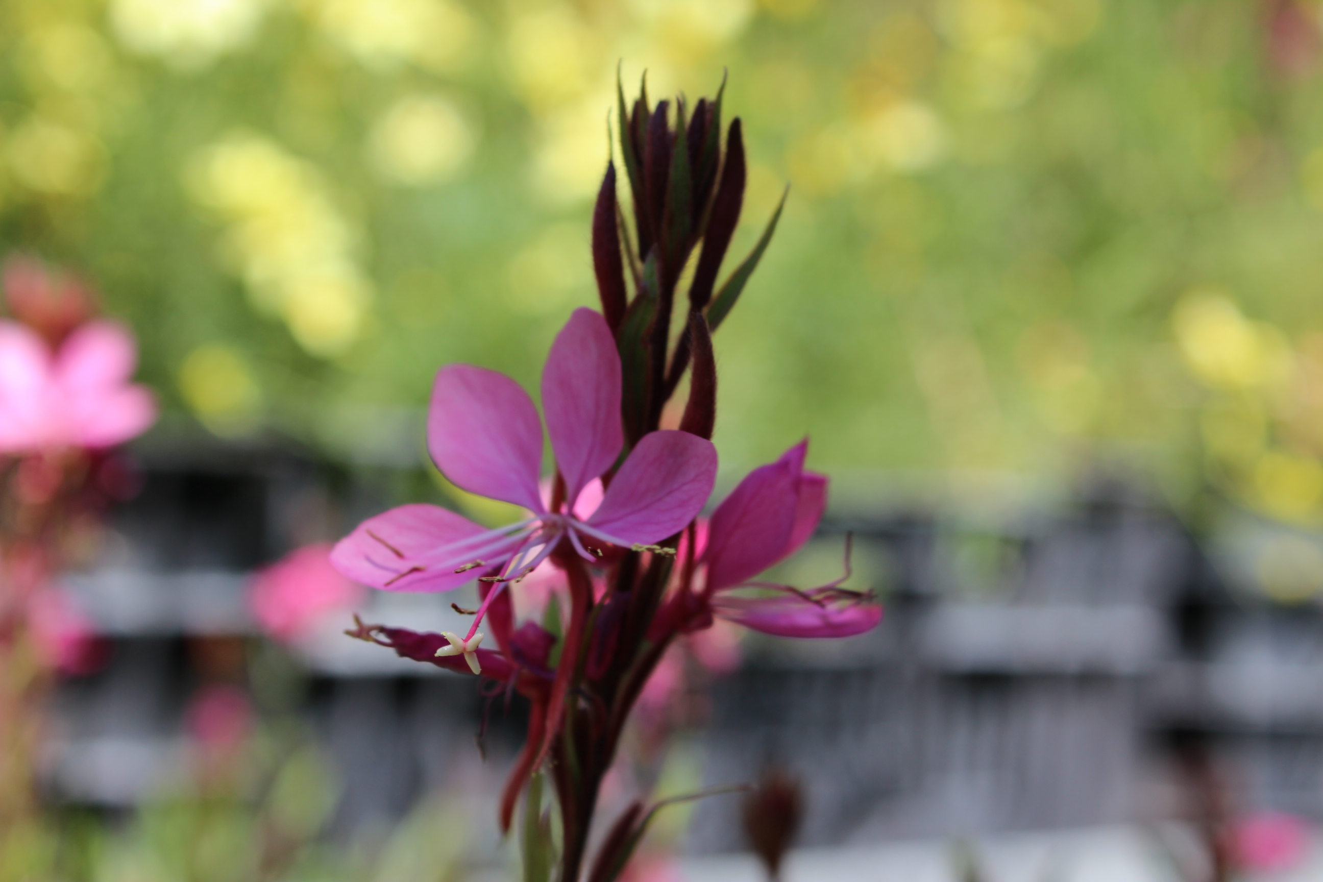 Prachtkerze - Gaura lindheimerii in Sorten