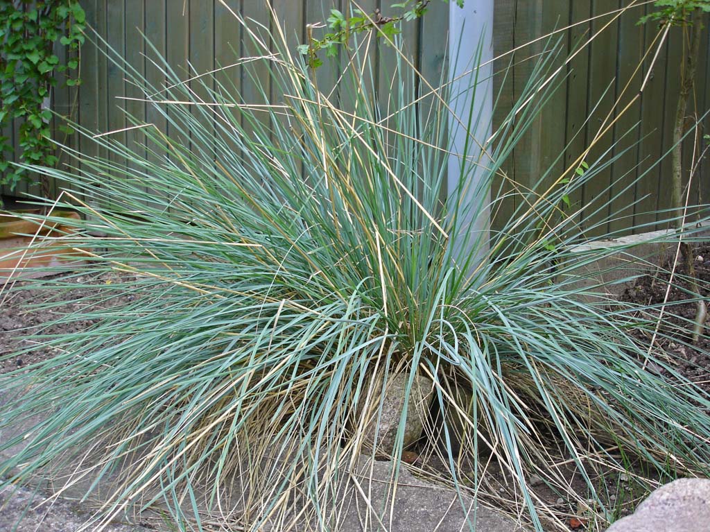 Blauschwingel, Festuca cinerea glauca