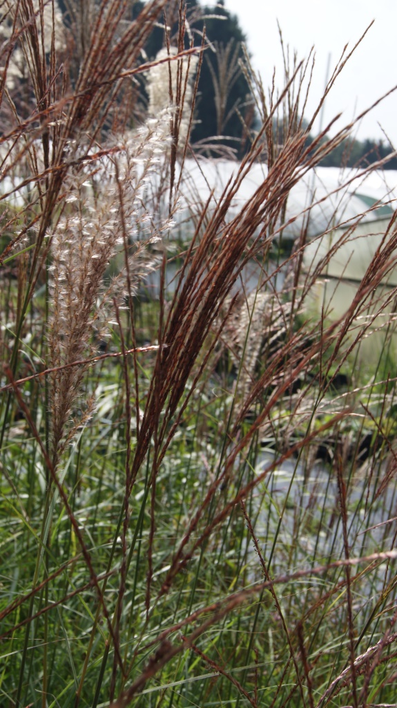 Chinaschilf Malepartus, Miscanthus sinensis Malepartus