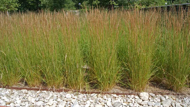 Reitgras, Calamagrostis x acutiflora Karl Förster