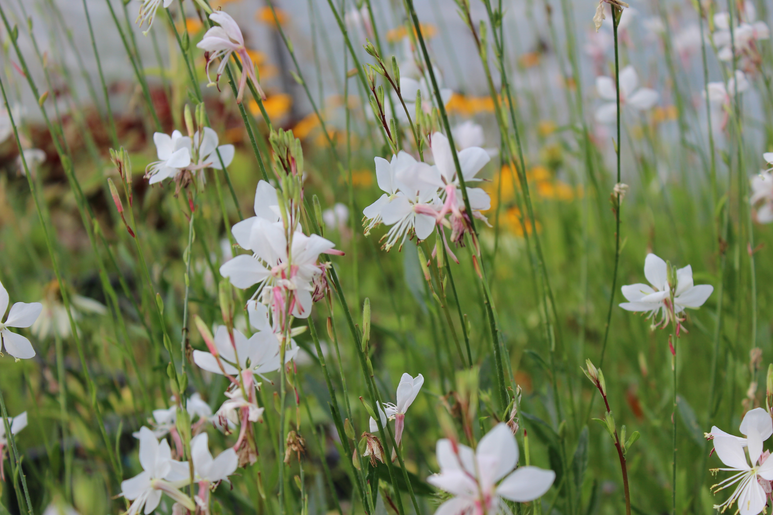 Prachtkerze - Gaura lindheimerii in Sorten