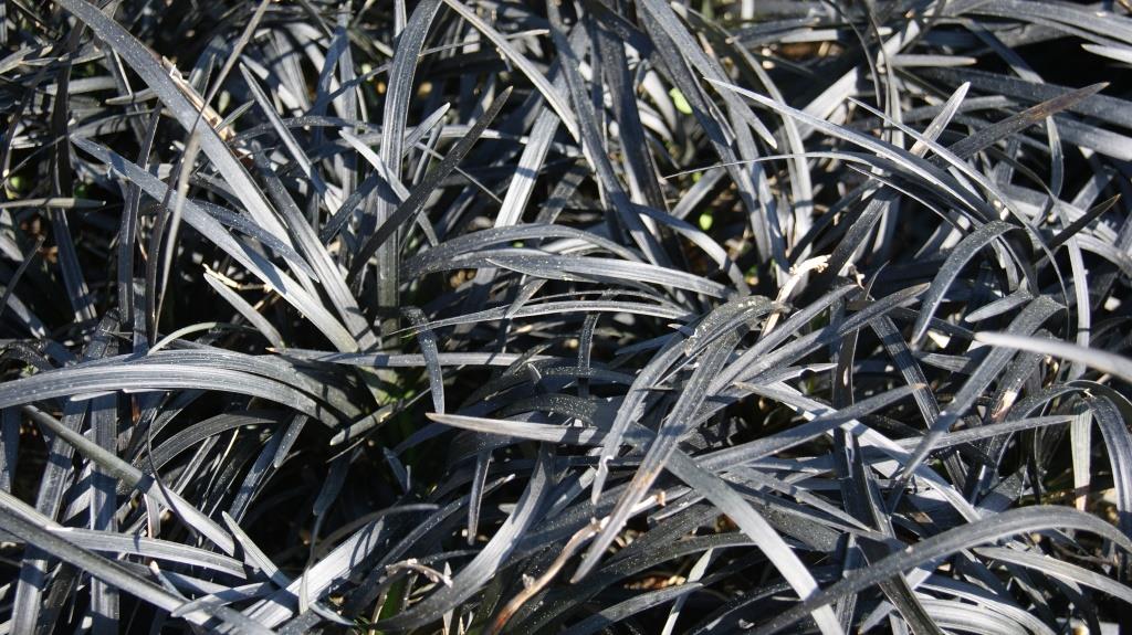 Schwarzer Schlangenbart, Ophiopogon planiscapus nigrescens