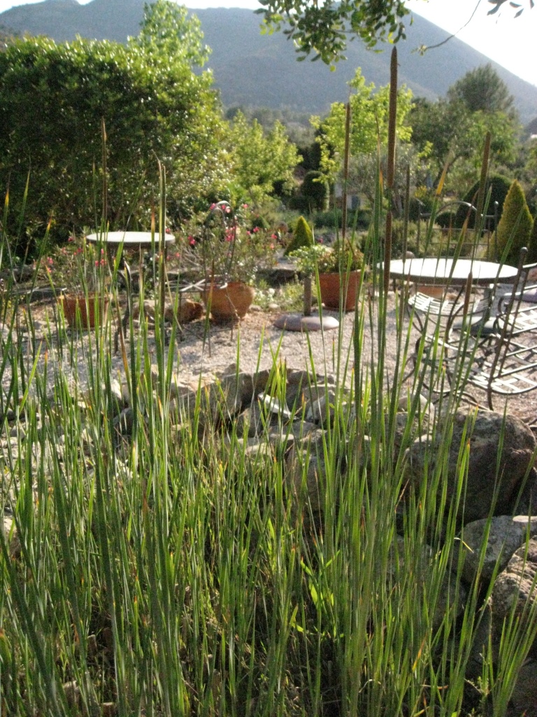 Typha angustifolia, Schmalblättriger Rohrkolben