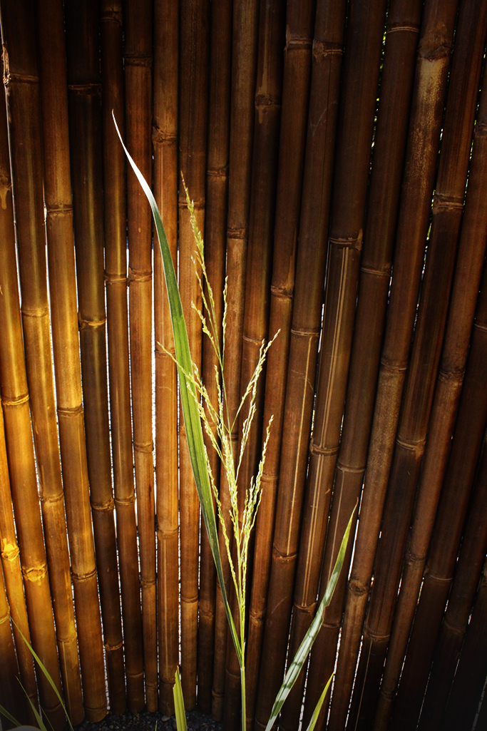 Riesen Rutenhirse, Panicum virgatum Nordwind