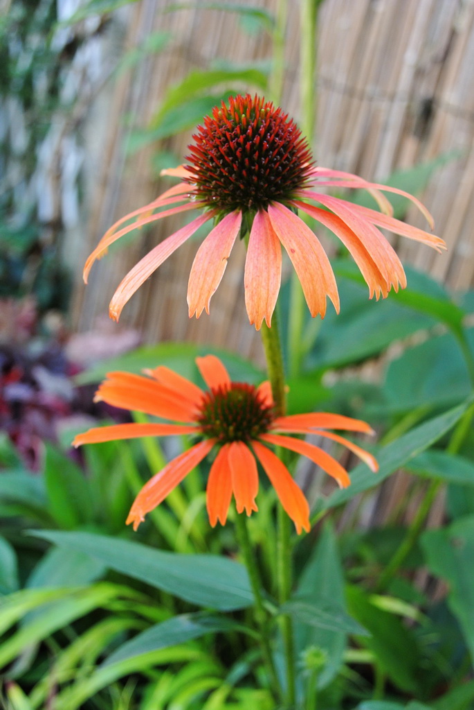 Sonnenhut, Echinacea purpurea in Sorten