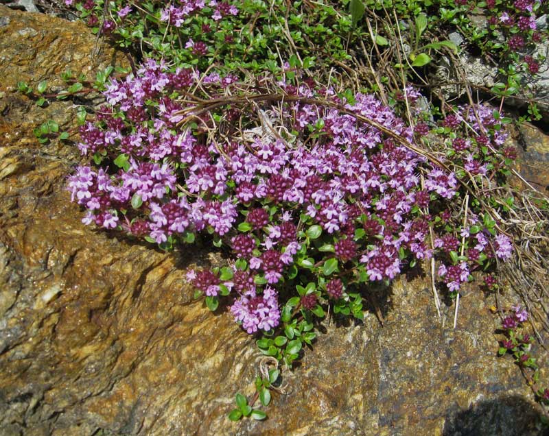 Thymus serpyllum, Sandthymian