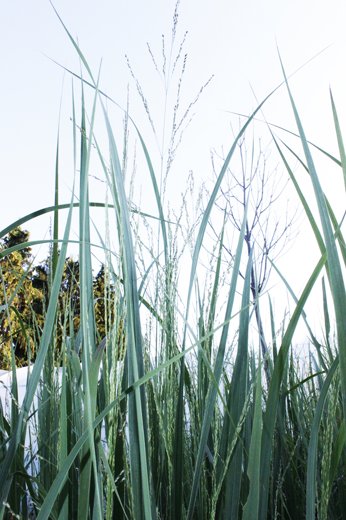 Riesen Rutenhirse, Panicum virgatum Nordwind