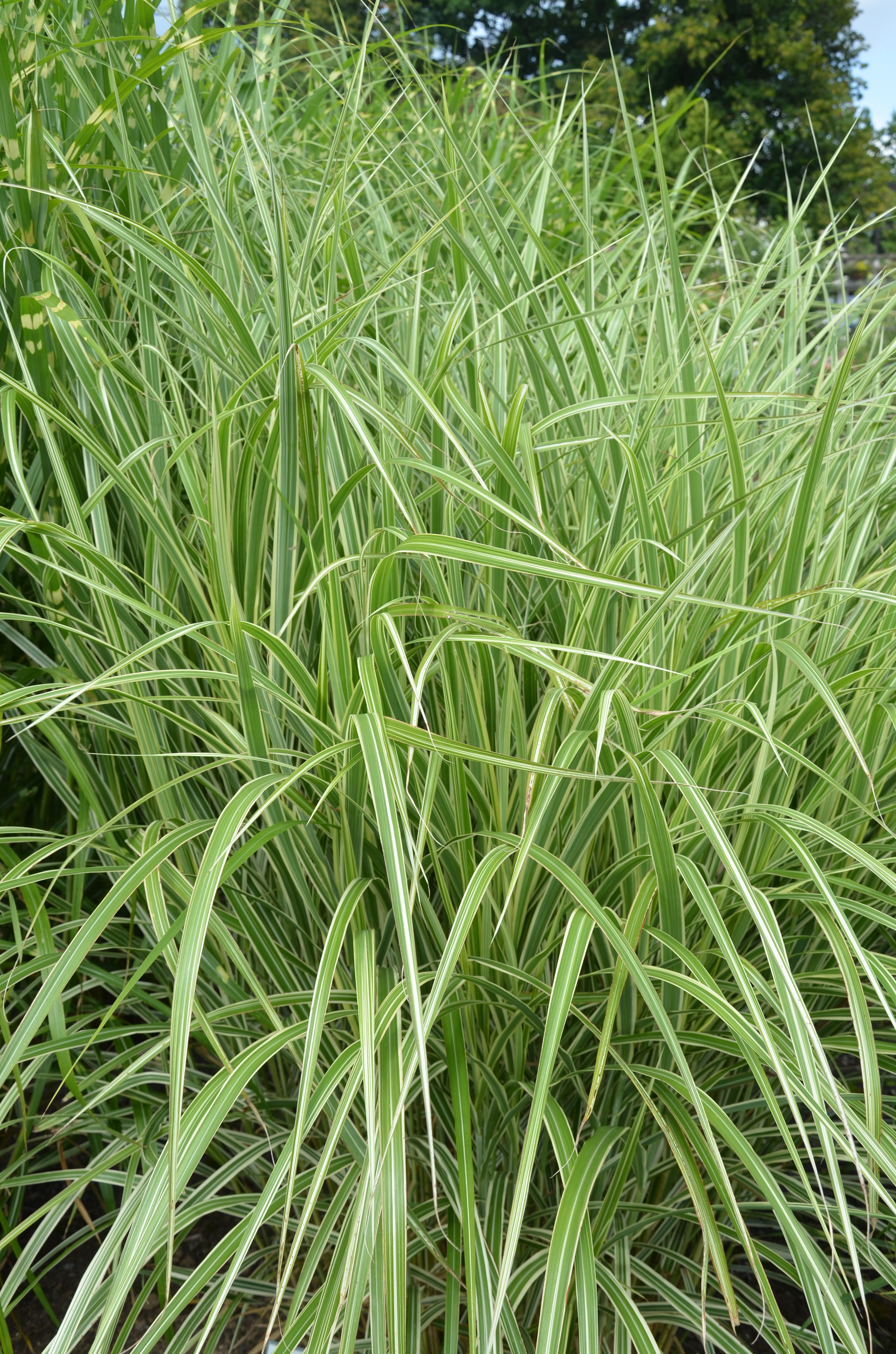 Weißbuntes Chinaschilf, Miscanthus sinensis Variegatus