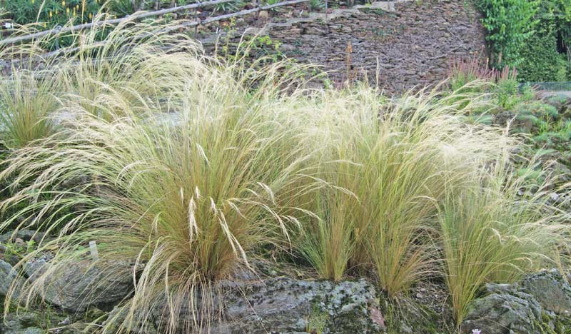 Mexikanisches Federgras, Nassela tenuissima Pony Tails