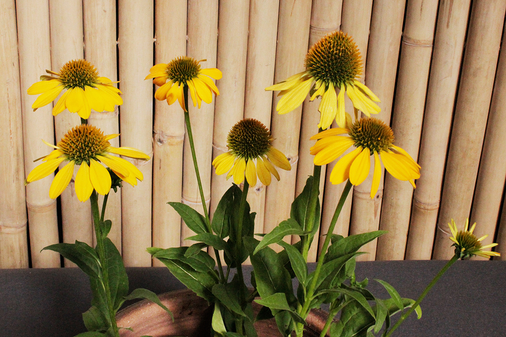 Sonnenhut, Echinacea purpurea in Sorten