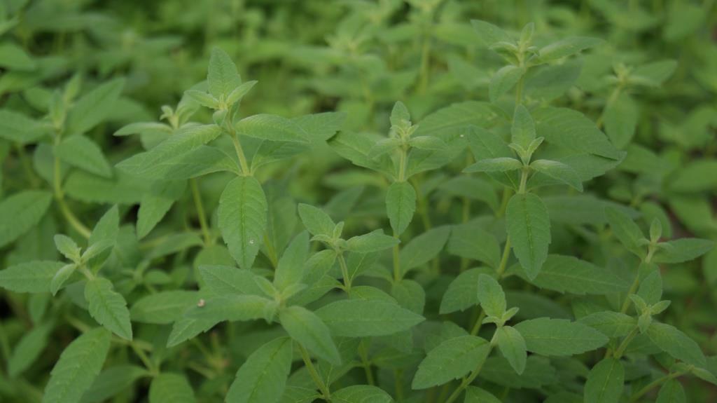 Zitronenverbene, Lippia citriodora