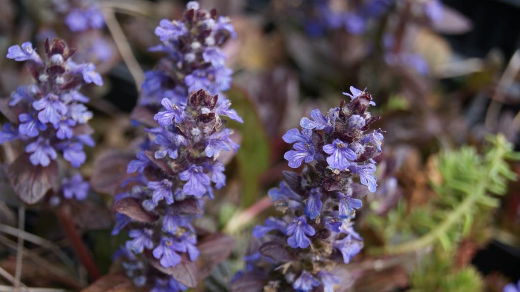 Kriechender Günsel, Ajuga reptans atropurpurea