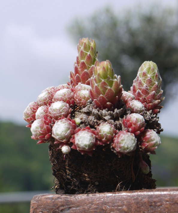 Dachwurz, Sempervivum in Sorten