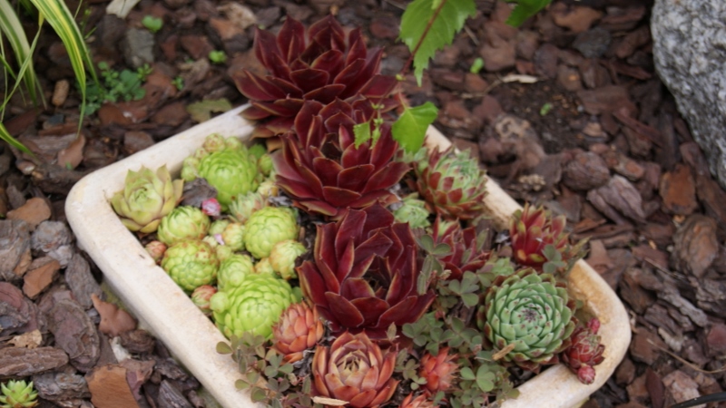 Dachwurz, Sempervivum in Sorten