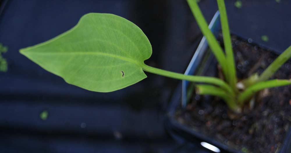 Alisma plantago-aquatica, Froschlöffel