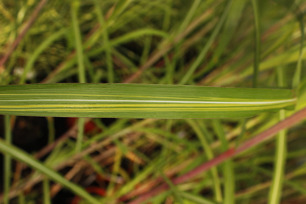 Riesen-Landschilf, Miscanthus giganteus Jubilar