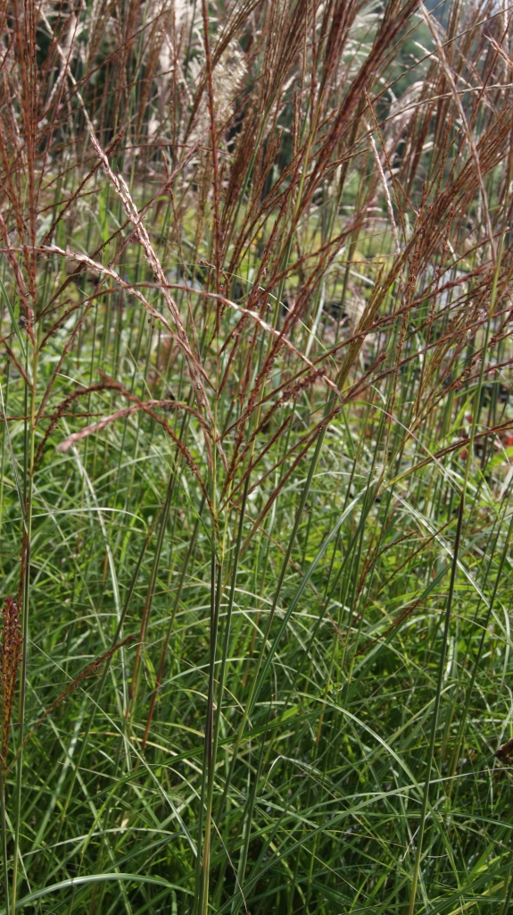 Chinaschilf Ferner Osten, Miscanthus sinensis Ferner Osten