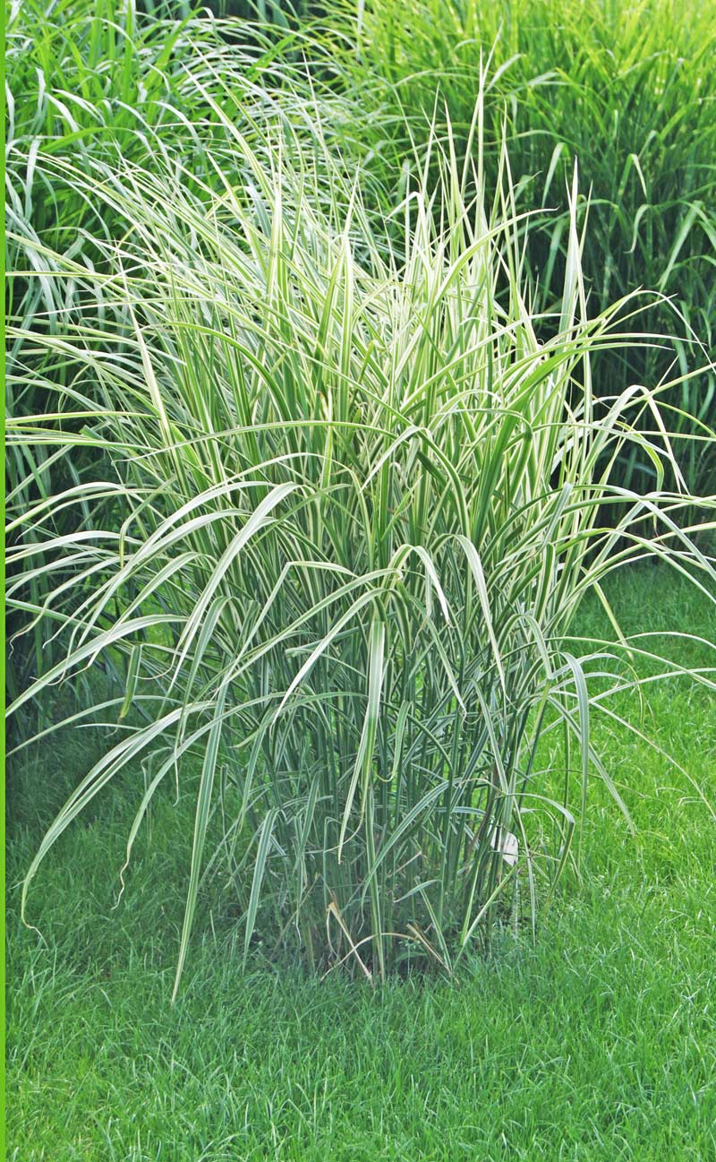 Weißbuntes Chinaschilf, Miscanthus sinensis Variegatus