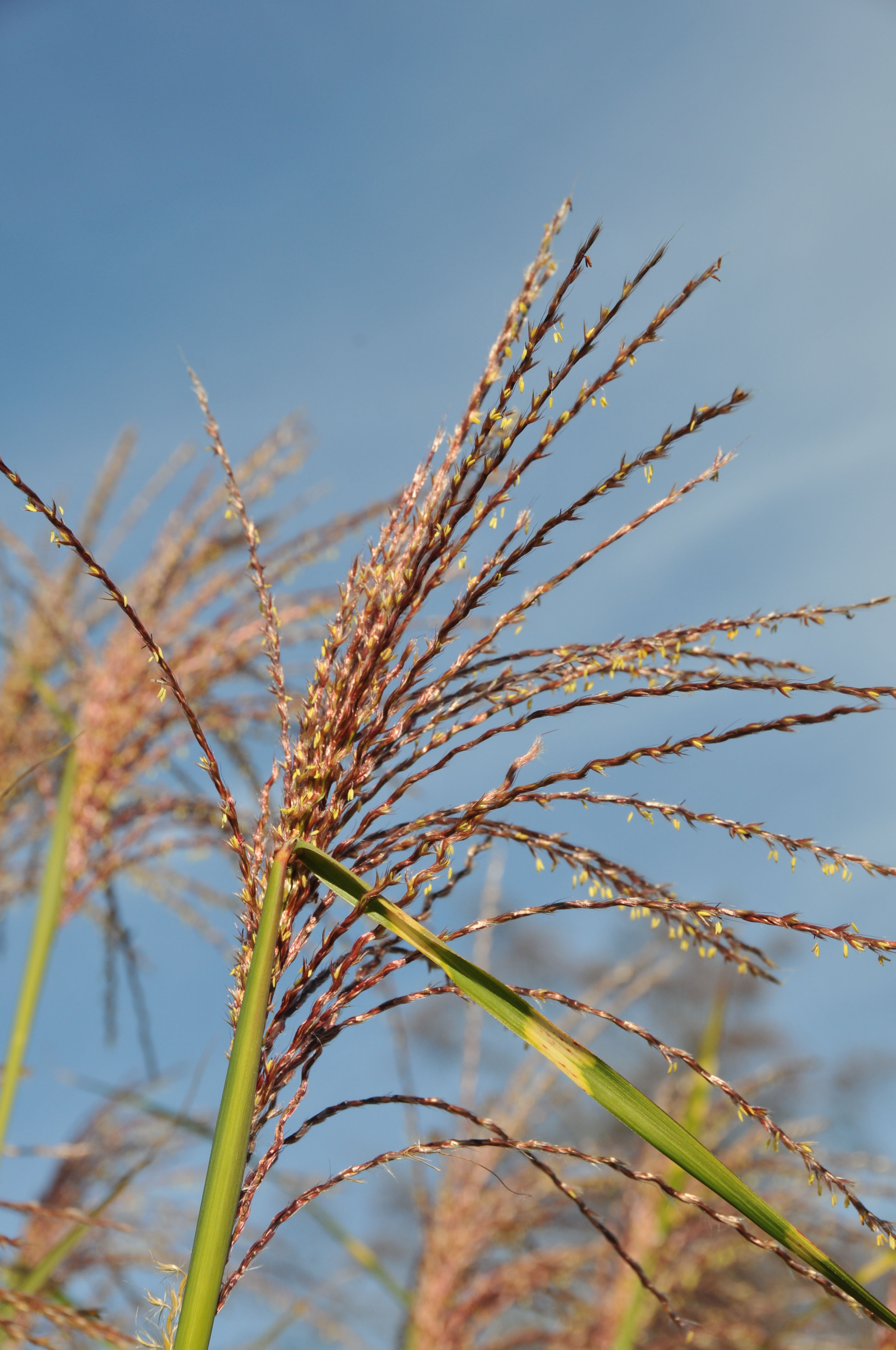 Zebra-Chinaschilf, Miscanthus sinensis Zebrinus