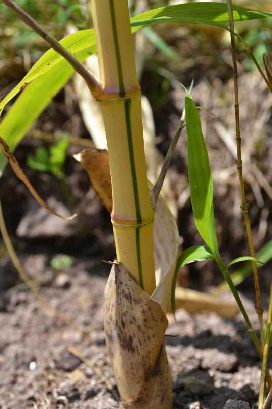 Zauber Bambus, Phyllostachys vivax Aureocaulis