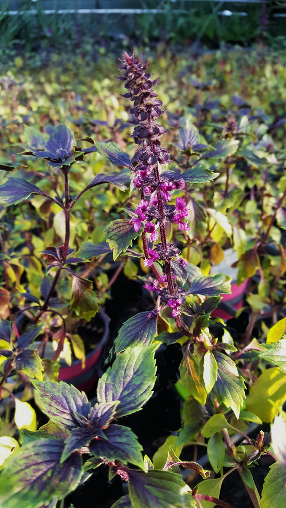 Thai-Basilikum, Ocimum basilicum Siam Queen