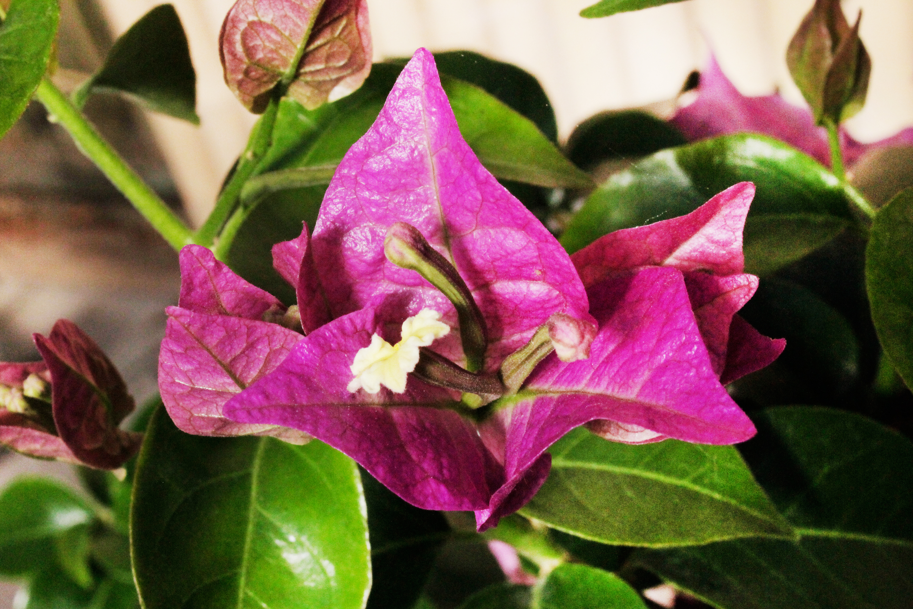 Bougainvillea glabra - Drillingsblume