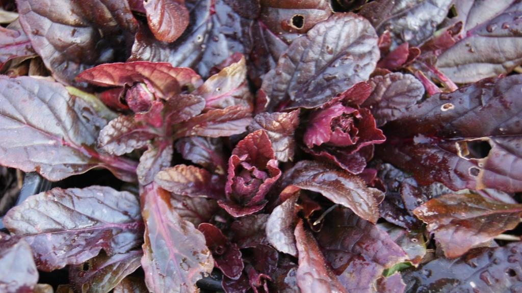 Kriechender Günsel, Ajuga reptans atropurpurea