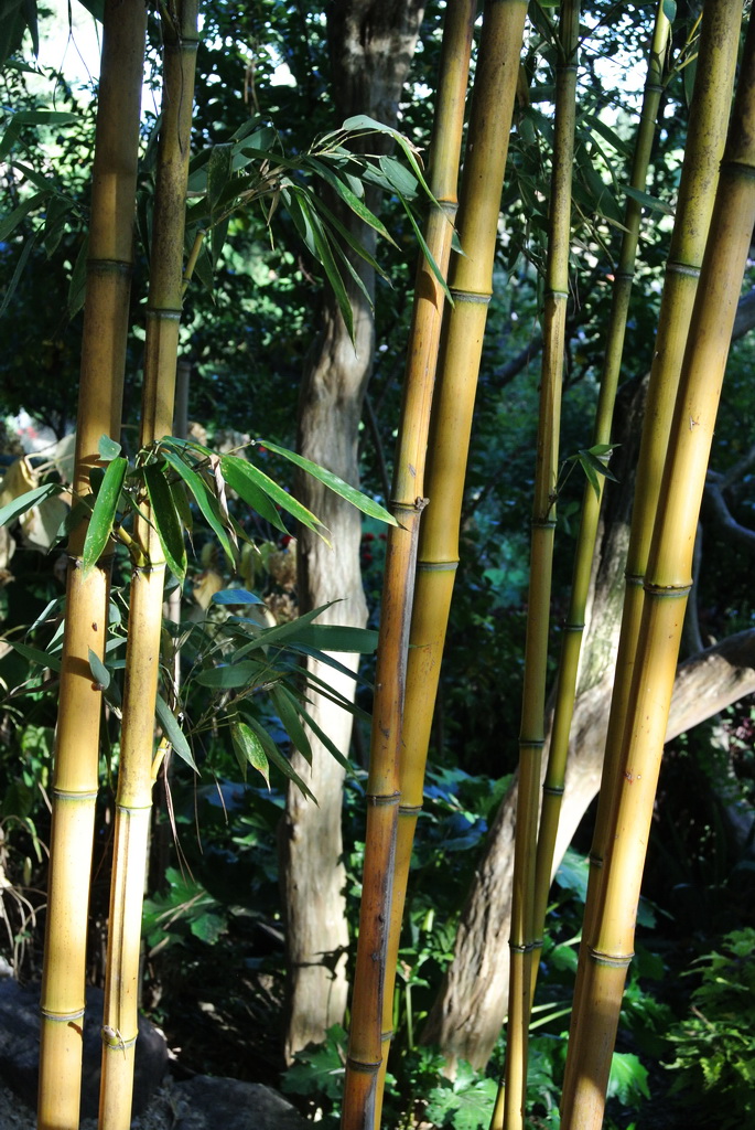 Goldener Peking Bambus, Phyllostachys aureosulcata Aureocaulis