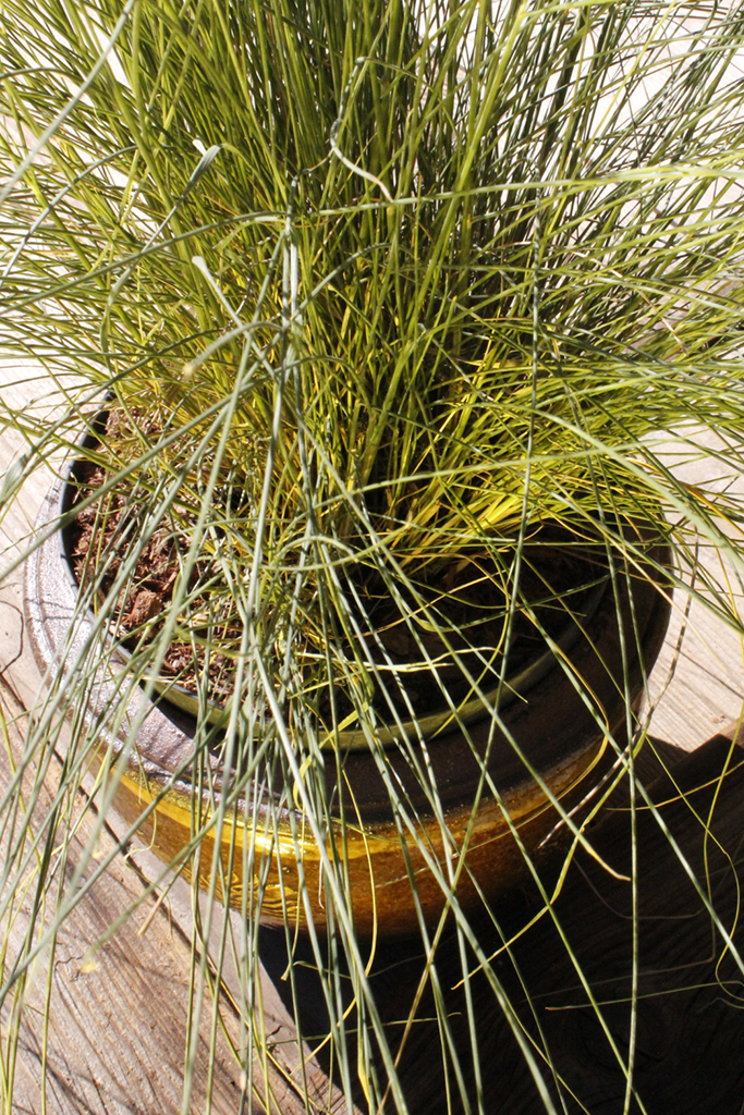 Rosa Haargras - Muhlenbergia capillaris