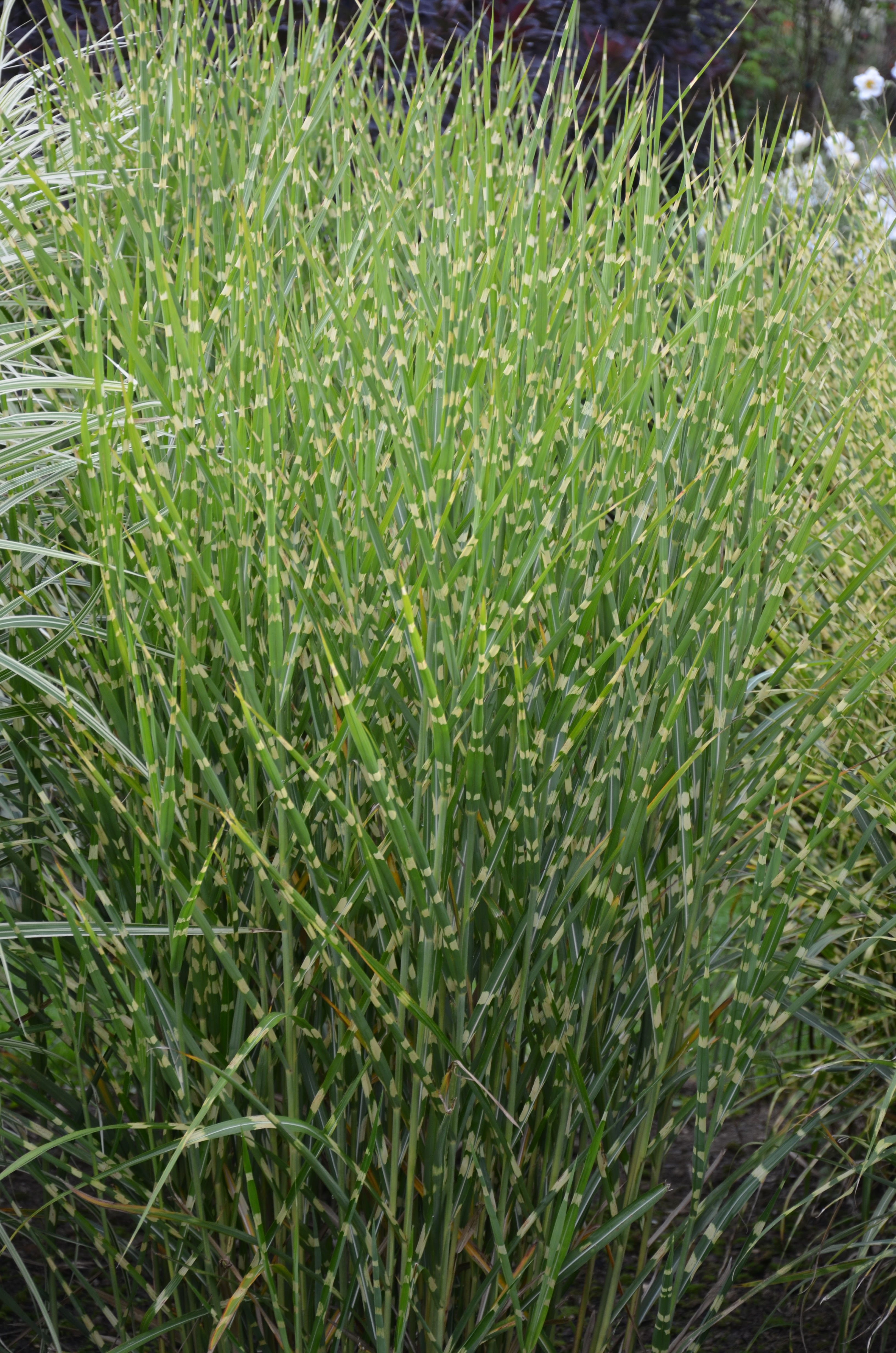 Stachelschweingras, Miscanthus sinensis strictus