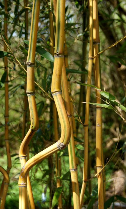 Zick -  Zack Bambus , Phyllostachys aureosulcata spectabilis