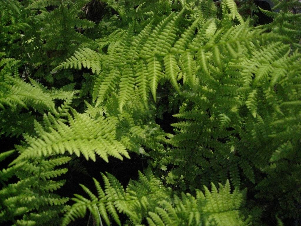 Rotstieliger Frauenfarn, Athyrium filix-femina - Lady in Red