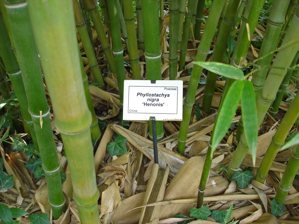 Goldhaar Bambus, Phyllostachys nigra Henonis