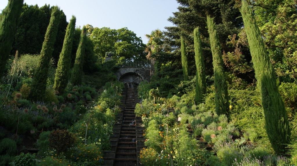 Cupressus sempervirens, Mittelmeerzypresse