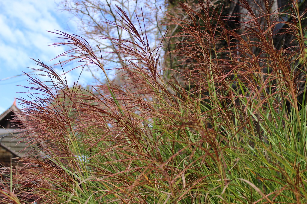 Chinaschilf Eulalia, Miscanthus sinensis gracillimus