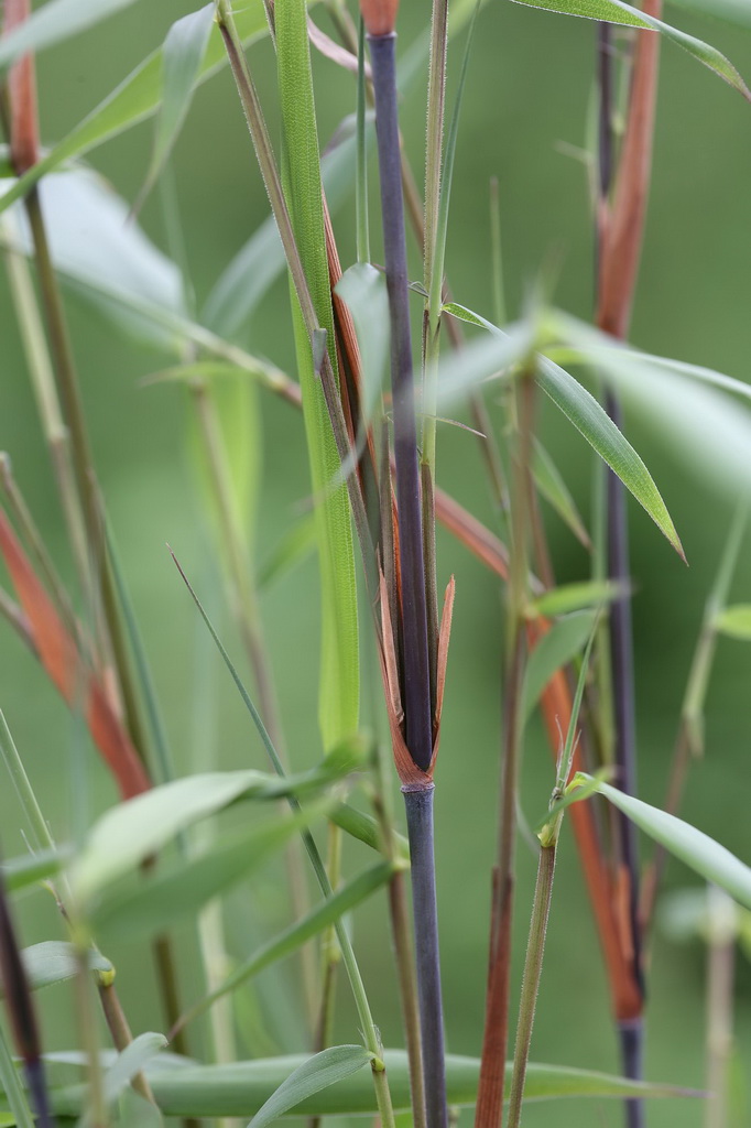 Gartenbambus Fargesia scabrida