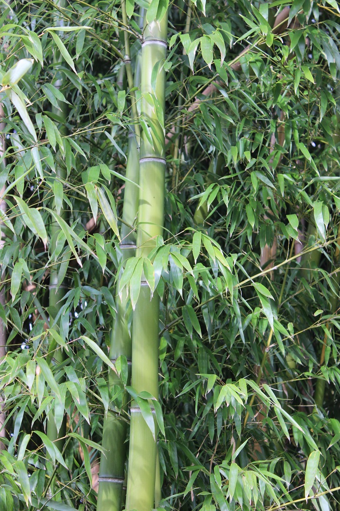 Eleganter Bambus, Phyllostachys vivax Mc Clure