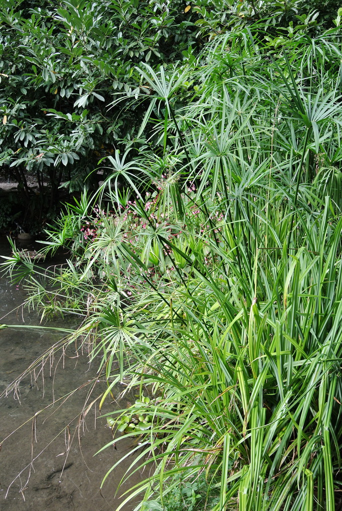 Wasserpalme - Zyperngras, Cyperus alterniflorus