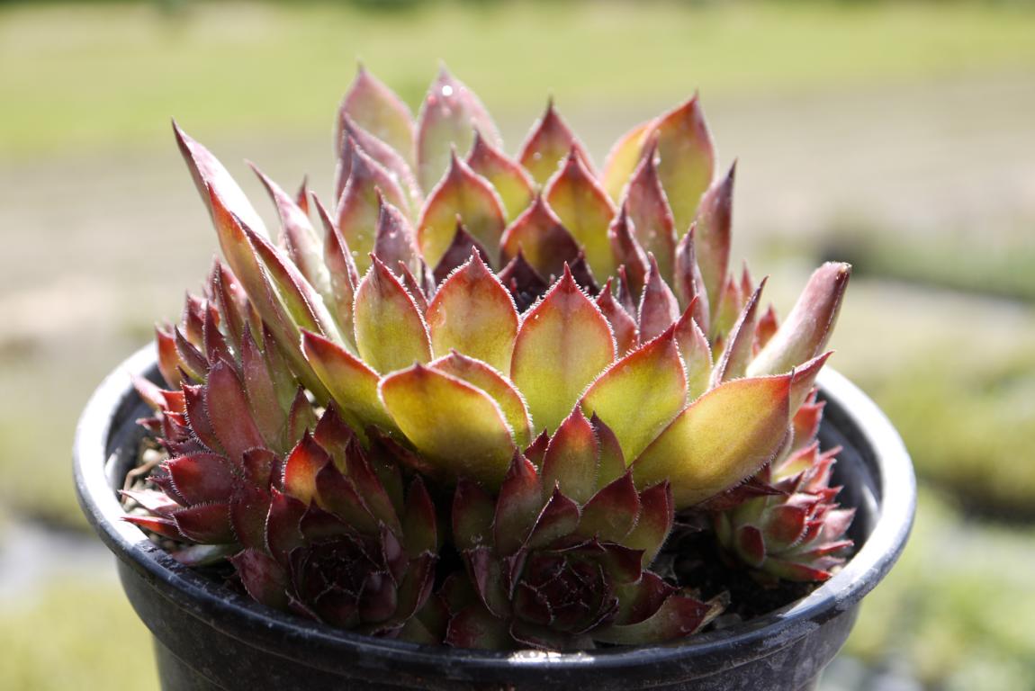 Dachwurz, Sempervivum in Sorten