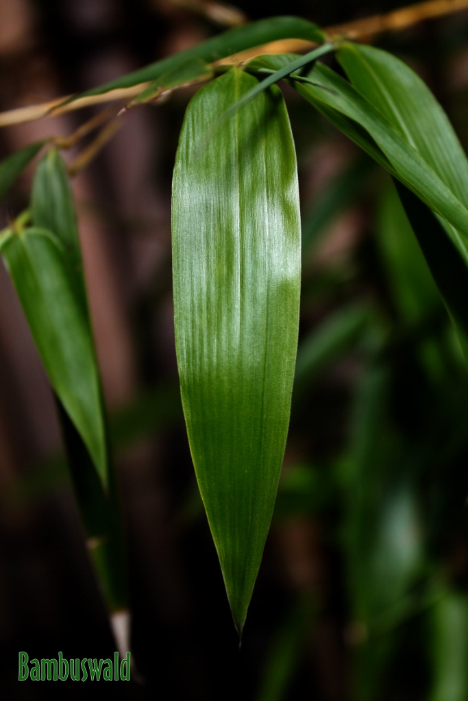 Zauber Bambus, Phyllostachys vivax Aureocaulis